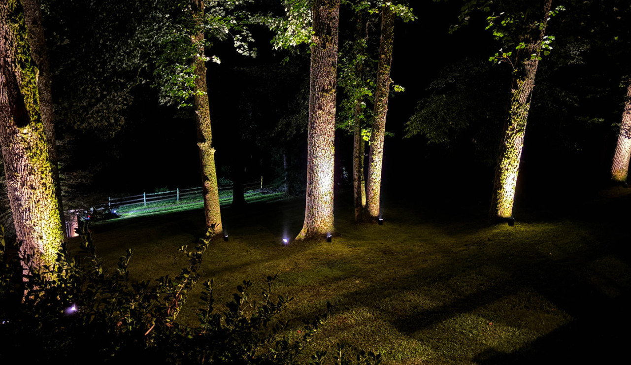 Tree Uplighting for a wedding