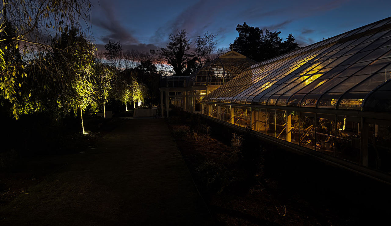 Tree Uplighting for a wedding