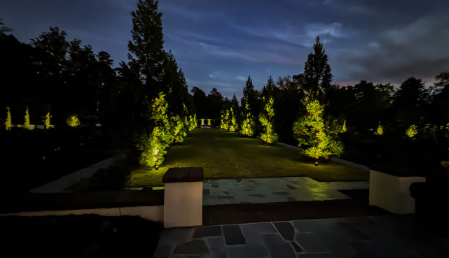 Tree uplighting at Reynold Gardens